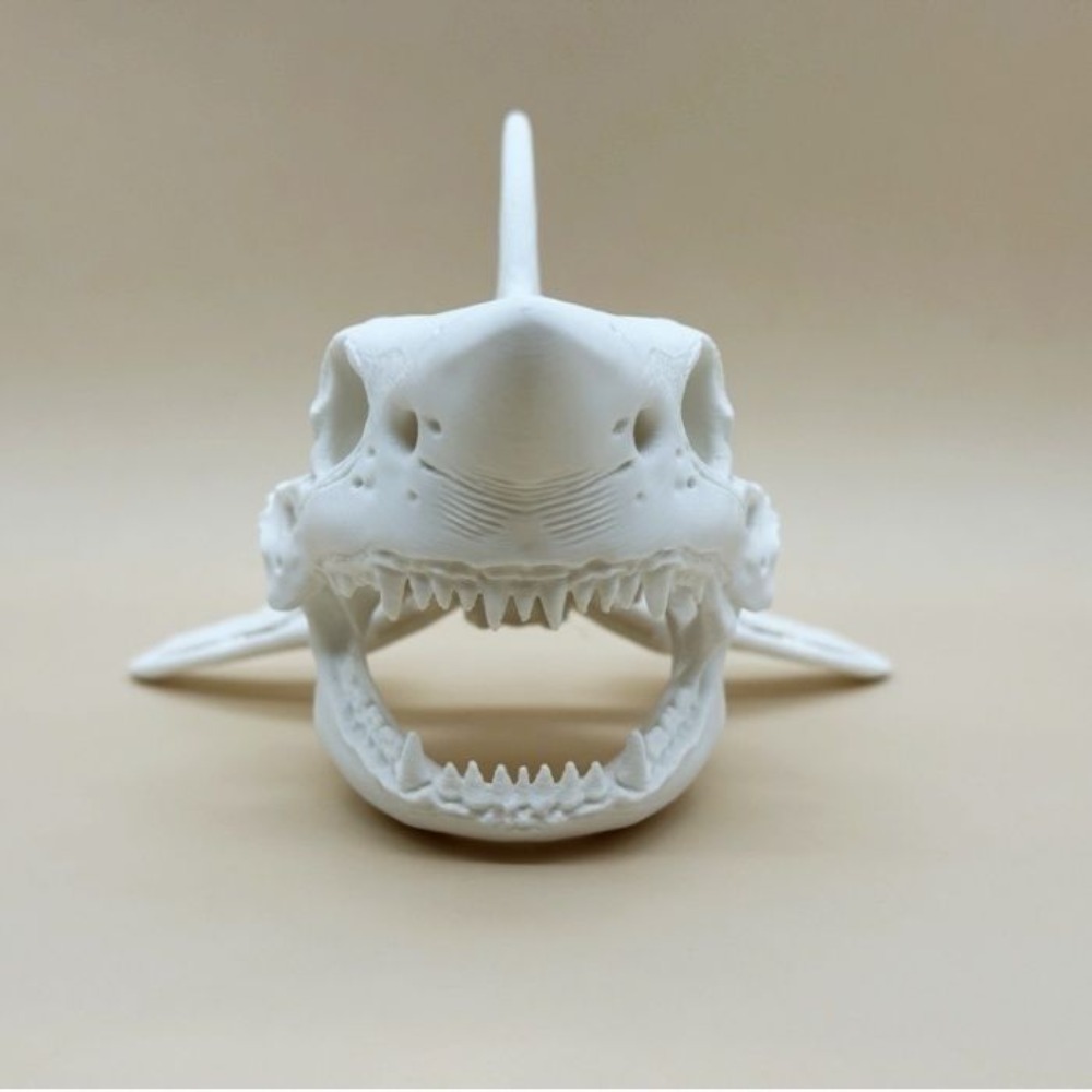 3D Printing Shark Skull Skelet - Aquarium Fish Diseases review and price