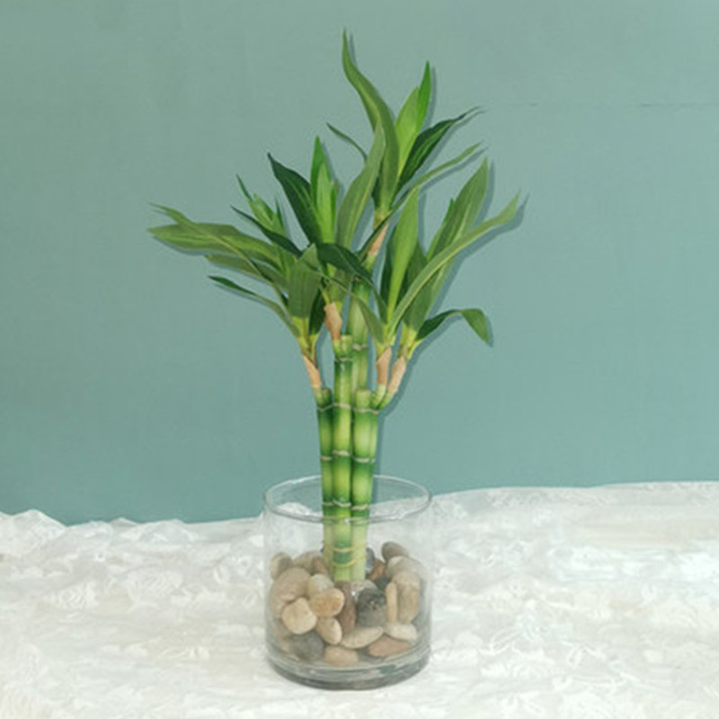 New 40cm Artificial Lucky Bamb - Aquarium Fish Land review and price
