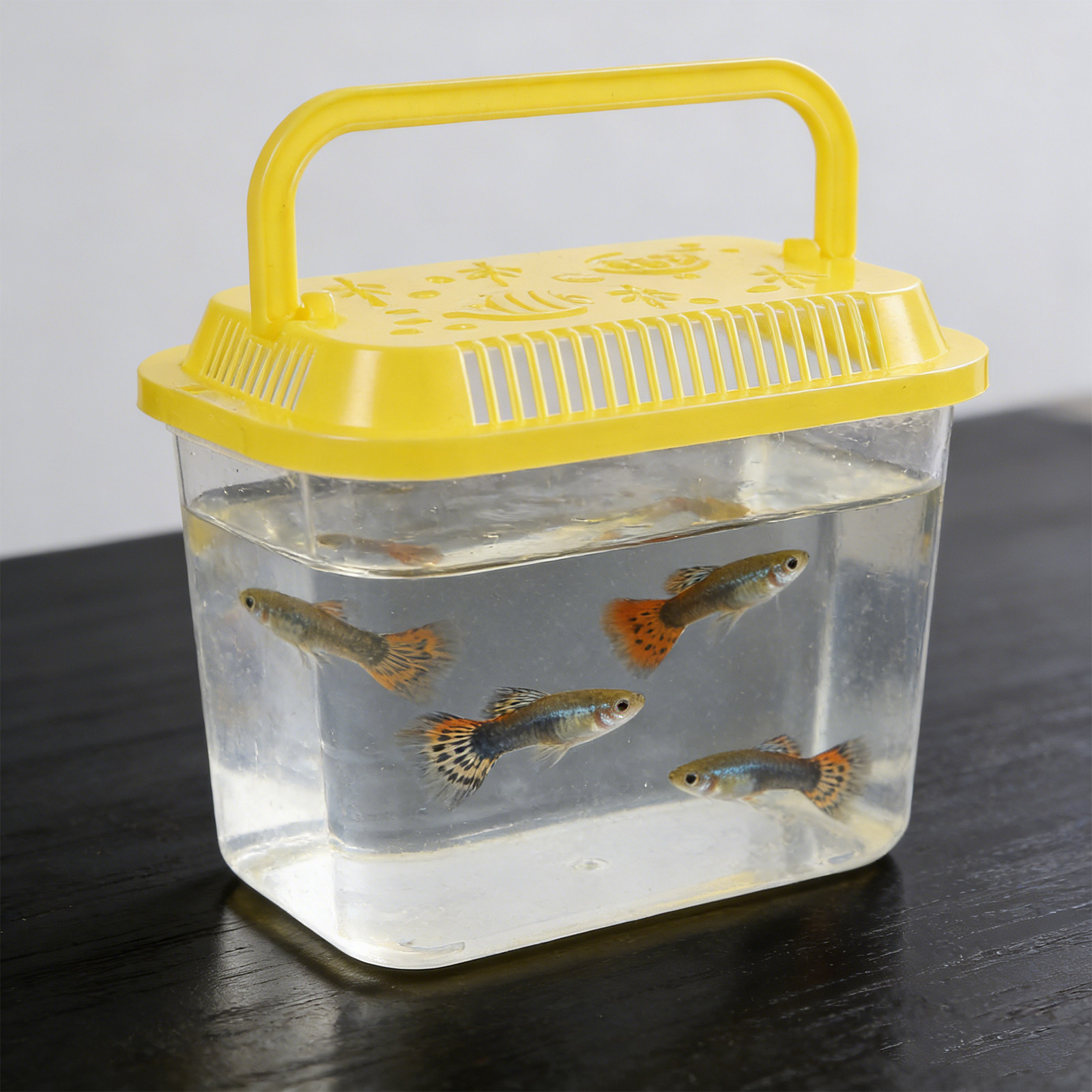 5Pcs Portable Fish Transport C - Aquarium Mini Fish review and price