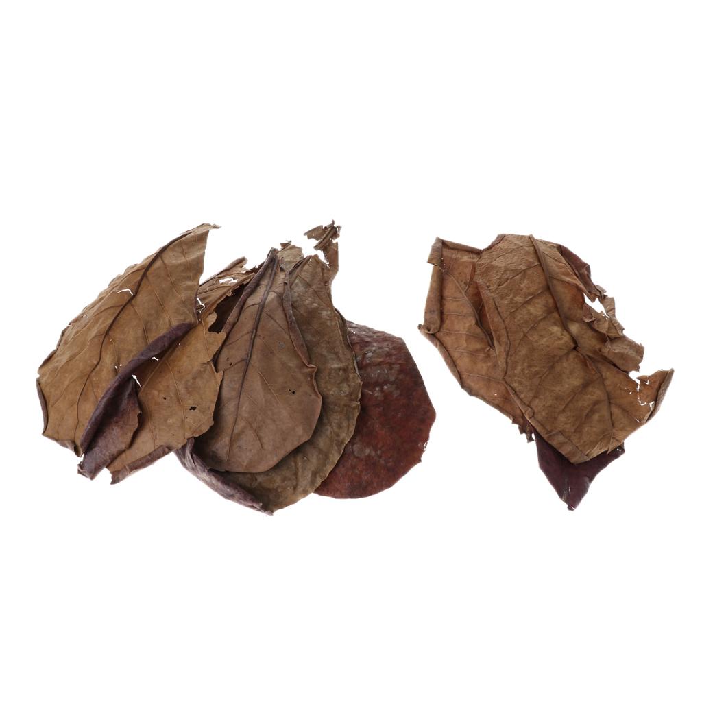 Beneficial Leaf Aquarium Filte - Aquarium Fish Betta review and price