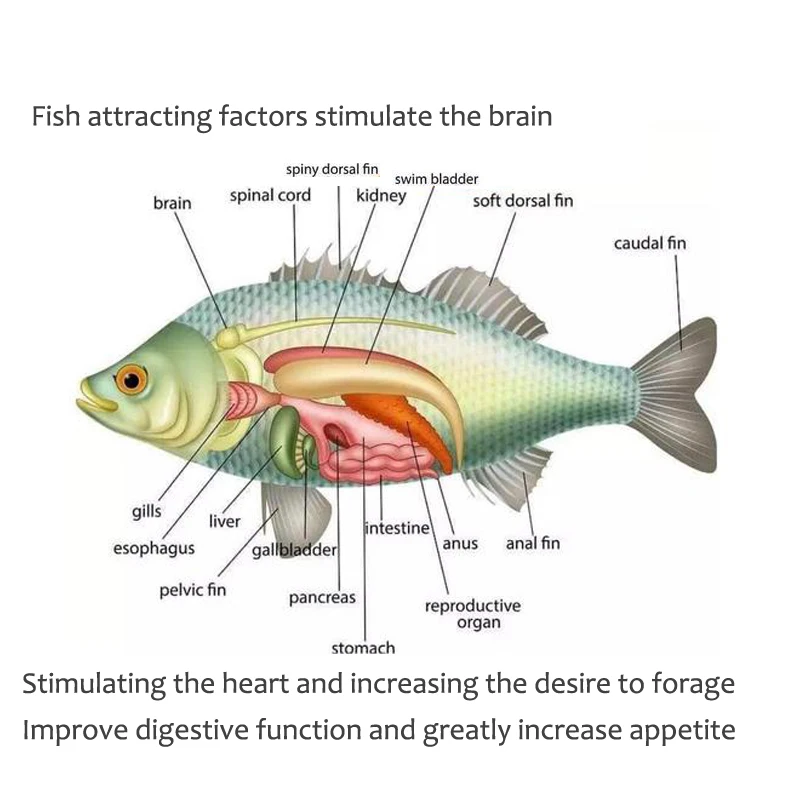 Universal concentrated bait, r - Aquarium Fish Diseases review and price