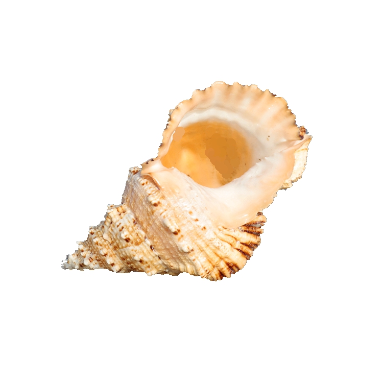Big Chrysanthemum Frog Snail C - Aquarium Fish Big review and price
