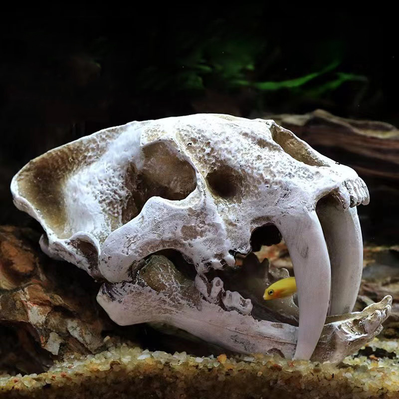 Dinosaur Skull Model Velocirap - Aquarium Fish Diseases review and price
