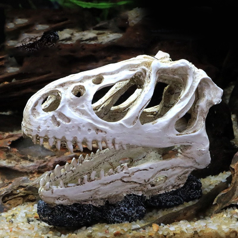 Dinosaur Skull Model Velocirap - Aquarium Fish Diseases review and price