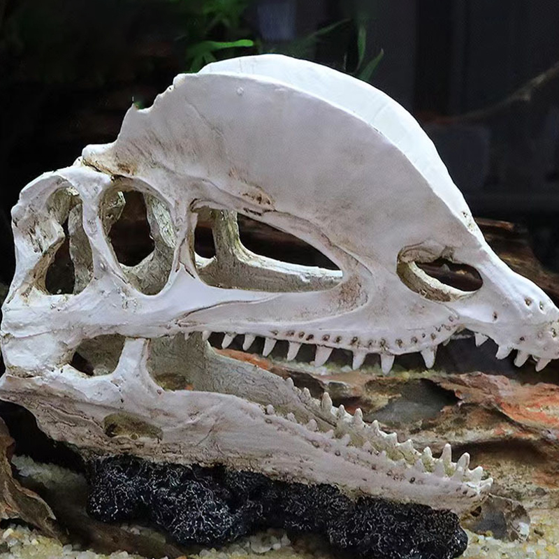 Dinosaur Skull Model Velocirap - Aquarium Fish Diseases review and price